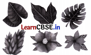 Growing up with Nature Class 4 Question Answer EVS Chapter 4 3