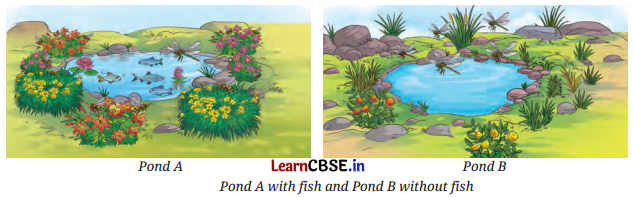 How Nature Works in Harmony Class 8 Questions and Answers Science Chapter 12 Activity Q3