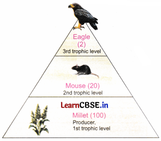 How Nature Works in Harmony Class 8 Questions and Answers Science Chapter 12 Activity Q7.2