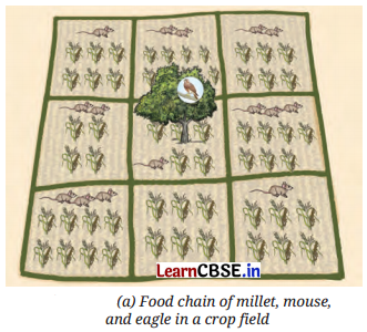 How Nature Works in Harmony Class 8 Questions and Answers Science Chapter 12 Activity Q7