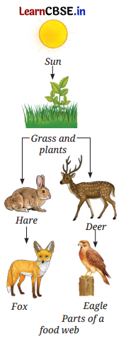 How Nature Works in Harmony Class 8 Questions and Answers Science Chapter 12 Q9