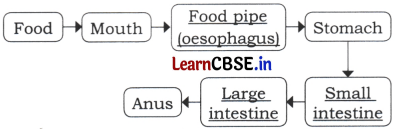 Life Processes in Animals Class 7 Questions and Answers Science Chapter 9 -2