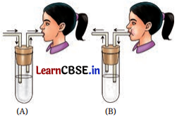 Life Processes in Animals Class 7 Questions and Answers Science Chapter 9 -4