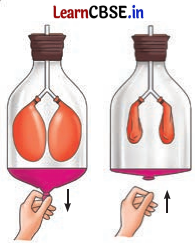Life Processes in Animals Class 7 Questions and Answers Science Chapter 9 -5