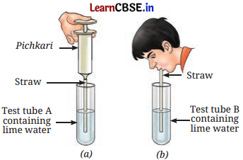 Life Processes in Animals Class 7 Questions and Answers Science Chapter 9 -6