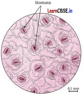 Life Processes in Plants Class 7 Questions and Answers Science Chapter 10 - 11