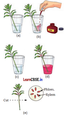 Life Processes in Plants Class 7 Questions and Answers Science Chapter 10 - 12