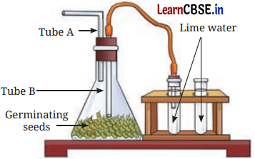 Life Processes in Plants Class 7 Questions and Answers Science Chapter 10 - 13
