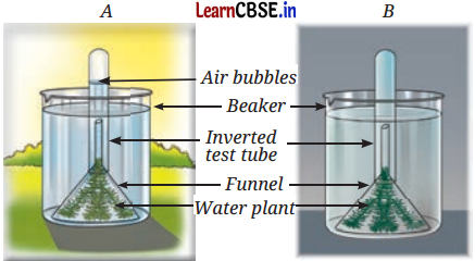 Life Processes in Plants Class 7 Questions and Answers Science Chapter 10 - 14