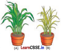 Life Processes in Plants Class 7 Questions and Answers Science Chapter 10 - 3