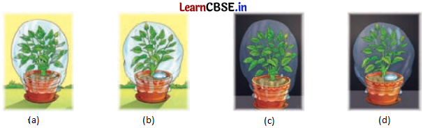 Life Processes in Plants Class 7 Questions and Answers Science Chapter 10 - 4