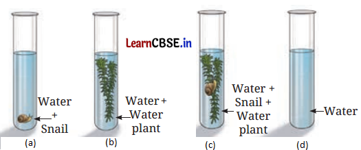 Life Processes in Plants Class 7 Questions and Answers Science Chapter 10 - 5