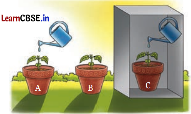 Life Processes in Plants Class 7 Questions and Answers Science Chapter 10 - 6