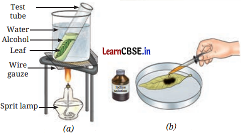 Life Processes in Plants Class 7 Questions and Answers Science Chapter 10 - 7