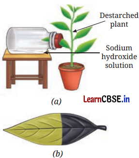 Life Processes in Plants Class 7 Questions and Answers Science Chapter 10 - 9
