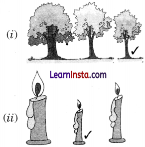 Lina’s Family Class 1 Question Answer Solutions Maths Chapter 7 16