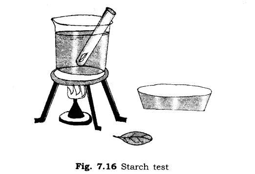 NCERT Solutions for Class 6 Science Chapter 7 Getting to Know Plants LAQ Q3