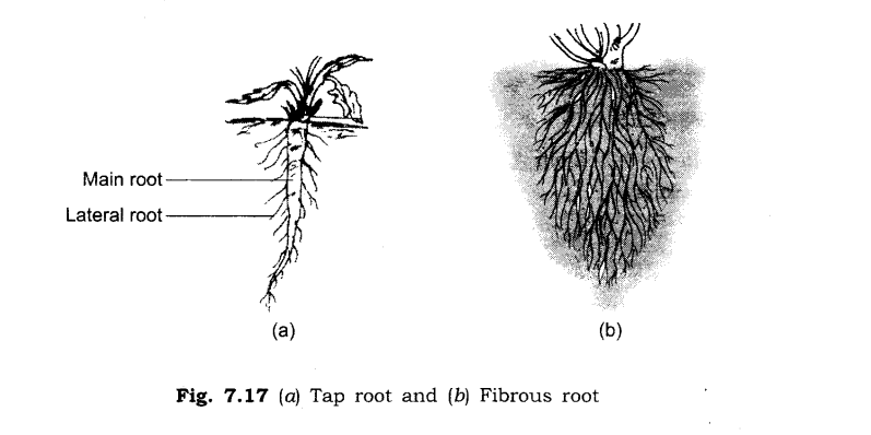 NCERT Solutions for Class 6 Science Chapter 7 Getting to Know Plants LAQ Q6