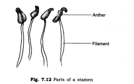 NCERT Solutions for Class 6 Science Chapter 7 Getting to Know Plants SAQ Q22