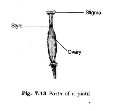 NCERT Solutions for Class 6 Science Chapter 7 Getting to Know Plants SAQ Q23