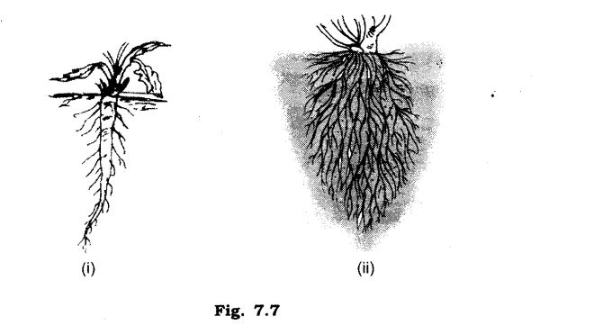 NCERT Solutions for Class 6 Science Chapter 7 Getting to Know Plants VSAQ Q19