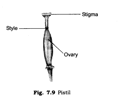 NCERT Solutions for Class 6 Science Chapter 7 Getting to Know Plants VSAQ Q31