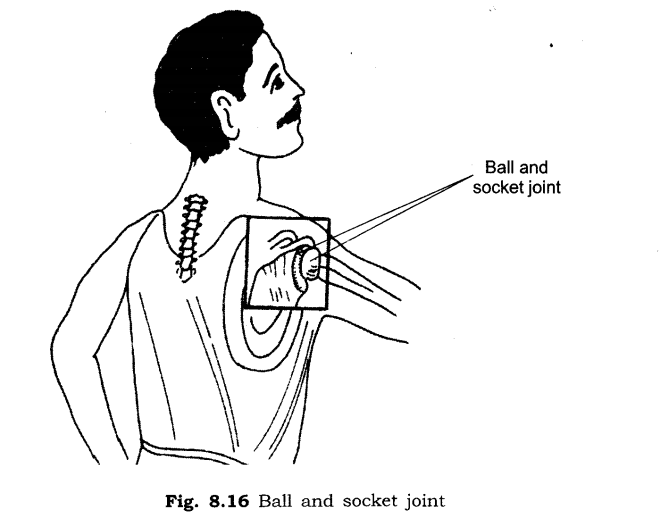 NCERT Solutions for Class 6 Science Chapter 8 Body Movements LAQ Q1.1