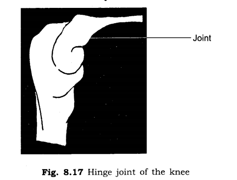 NCERT Solutions for Class 6 Science Chapter 8 Body Movements LAQ Q1.2