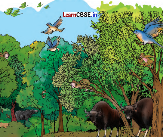 Nature Trail Class 4 Question Answer EVS Chapter 3 1