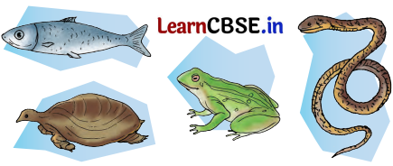 Nature Trail Class 4 Question Answer EVS Chapter 3 11