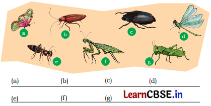 Nature Trail Class 4 Question Answer EVS Chapter 3 13