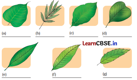 Nature Trail Class 4 Question Answer EVS Chapter 3 14