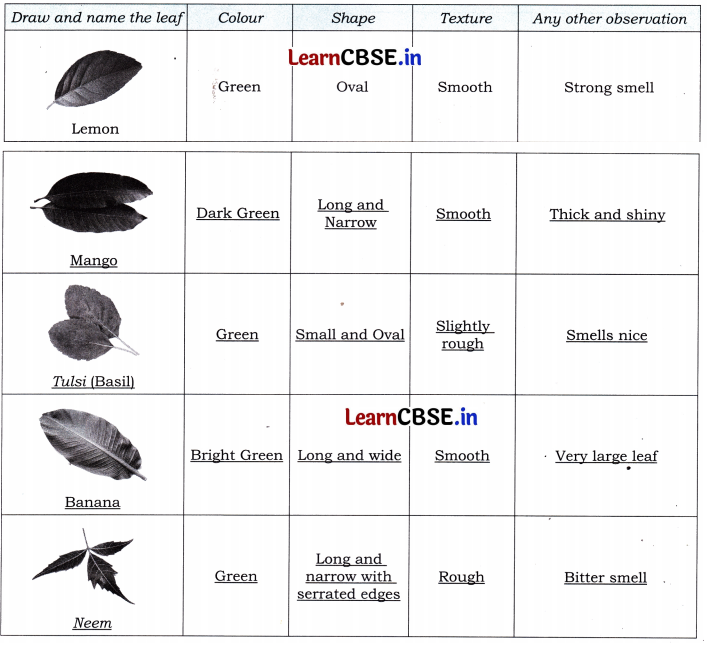 Nature Trail Class 4 Question Answer EVS Chapter 3 16