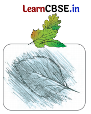 Nature Trail Class 4 Question Answer EVS Chapter 3 17