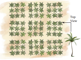 Pattern Around Us Class 4 Solutions Question Answer Maths Chapter 3 1