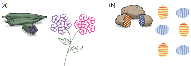 Symmetrical Designs Class 5 Solutions Question Answer Maths Chapter 10 27