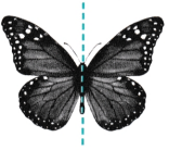 Symmetry Class 6 Solutions Question Answer 2