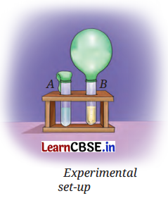 The Invisible Living World Beyond Our Naked Eye Class 8 Questions and Answers Science Chapter 2 Q2