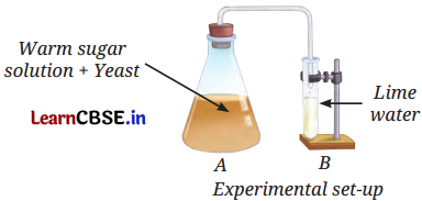 The Invisible Living World Beyond Our Naked Eye Class 8 Questions and Answers Science Chapter 2 Q9