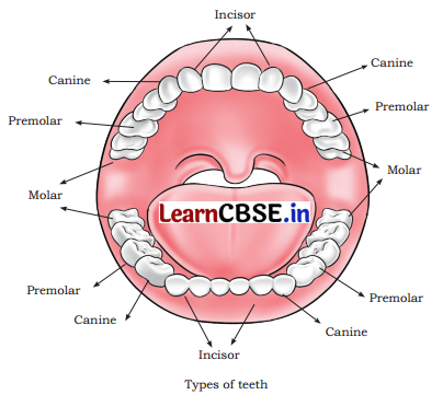 The Mystery of Food Class 5 Question Answer EVS Chapter 3 4